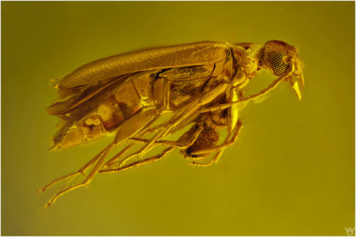 524a. Coleoptera. Käfer. Araneae. Spinne. Baltischer Bernstein.