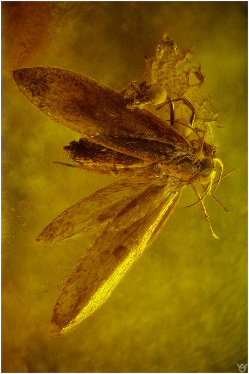 14. Lepidoptera. Schmetterling. Baltischer - Bernstein.