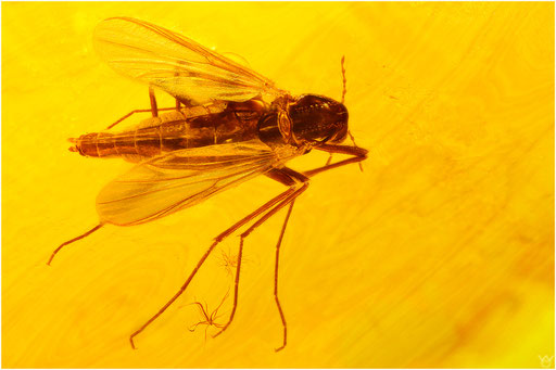 291. Diptera, Mücke, Baltic Amber