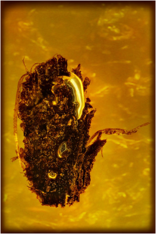 7219, Baltic Amber