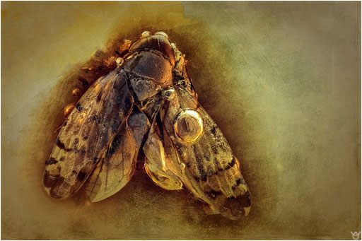 330. Cicadina, Zikade, Dominican Amber