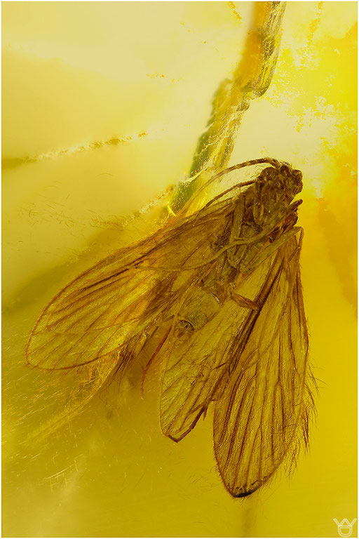 343. Trichoptera, Köcherfliege, Baltic Amber