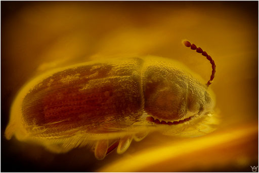 170. Mycetophagidae, Baumschwammkäfer, Baltischer Bernstein