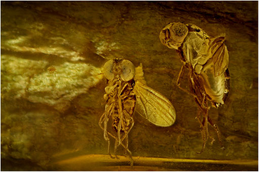 52. Dolichopodidae. Langbeinfliege. Baltischer - Bernstein.