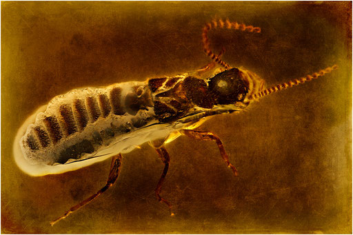 340. Isoptera, Termite, Baltic Amber