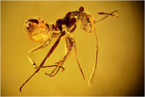 210b. Formicidae, Ameise, Baltischer Bernstein