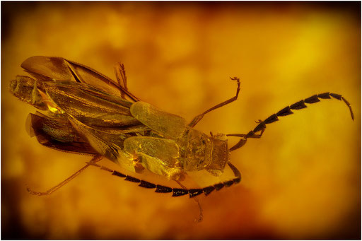 426. Coleoptera, Käfer, Dominican Amber