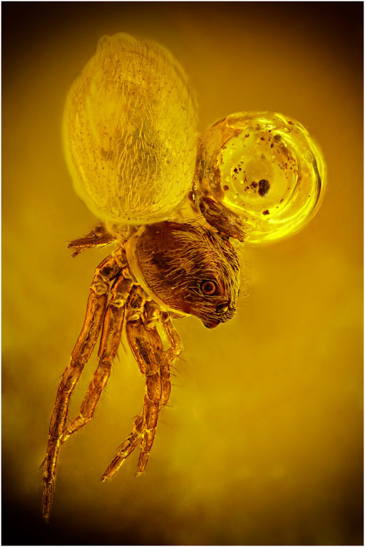 181.  Salticidae, Springspinne, Baltischer Bernstein