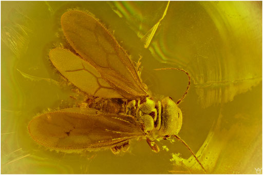 22. Psocoptera, Staublaus, Baltic Amber