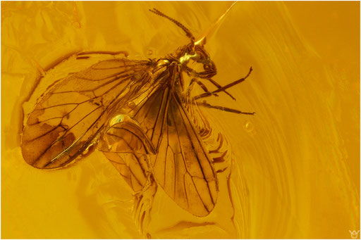 281. Neuroptera, Netzflüger, Baltic Amber