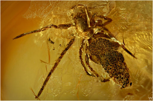 455. Araneae, Spinne, Baltic Amber