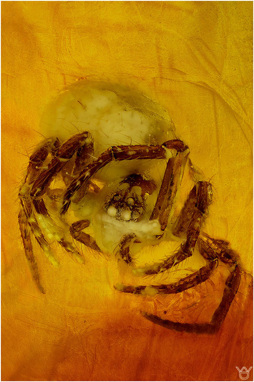 446. Araneae, Spinne, Baltic Amber