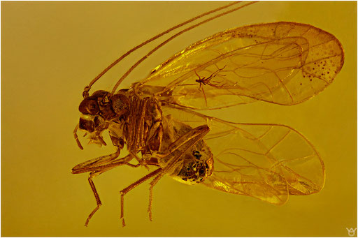 258. Psocoptera, Staublaus, Baltischer Bernstein.