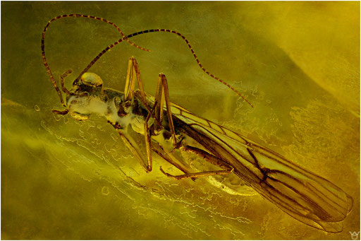147. Plecoptera, Steinfliege, Baltischer Bernstein