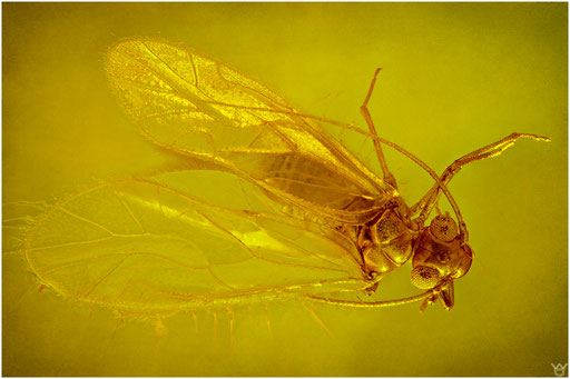 23. Psocoptera. Staublaus. Baltischer - Bernstein. 