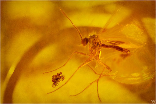 468. Mycetophilidae, Pilzmücke, Baltic Amber