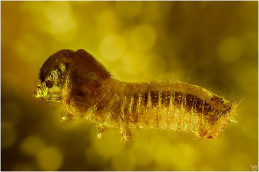 483. Lepidoptera larvae, Schmetterlingslarve, Baltic Amber