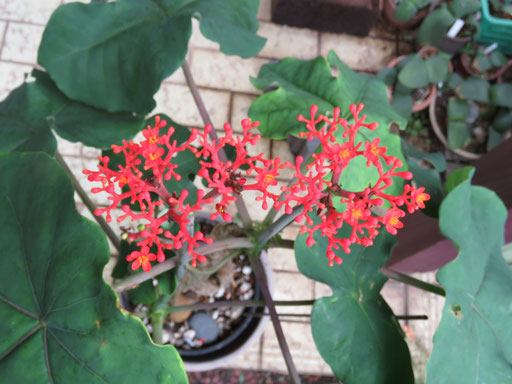 №01　サンゴ桐油　一年中珊瑚のような赤い花が咲いています。