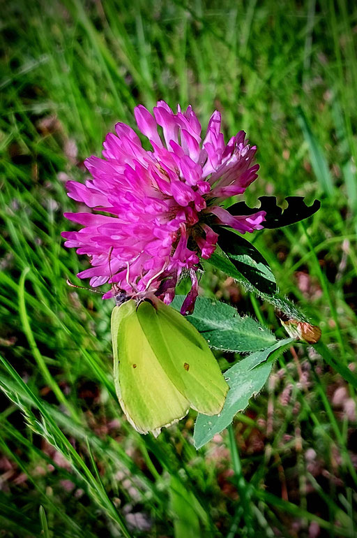 Rotklee mit Schmetterling