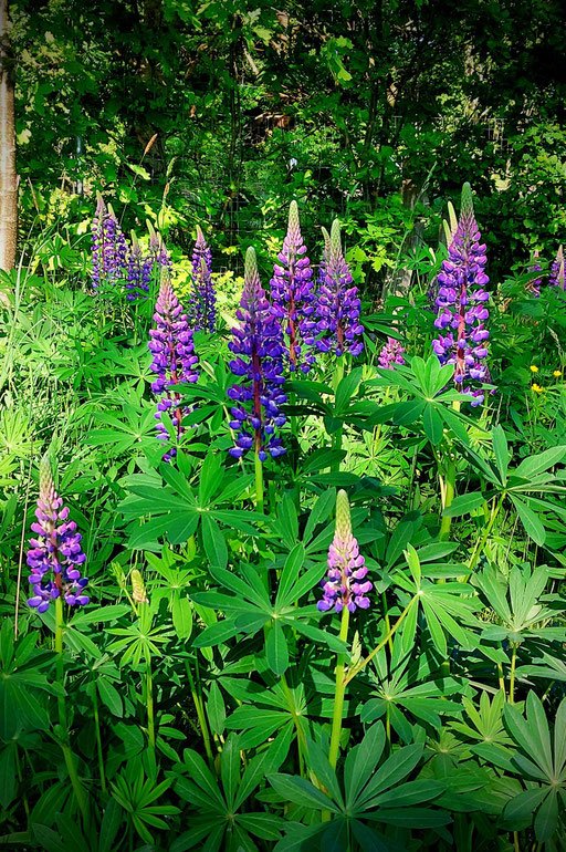 Lupinen 