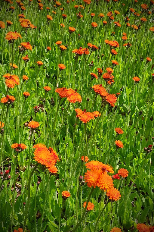 Orange-rotes Habichtskraut