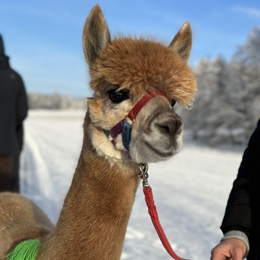 Süßes Alpaka Gustl im Schnee