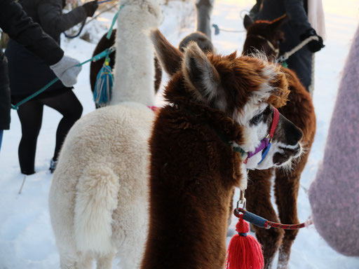 Alpaka Charly bei der Alpakawanderung