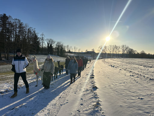 Flauschige Begleiter durch die Winterlandschaft