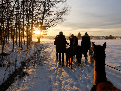 Winterzauber mit Alpakas & Lamas