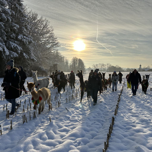 Alpakas und Lamas bei der Glühweinwanderung im Winter
