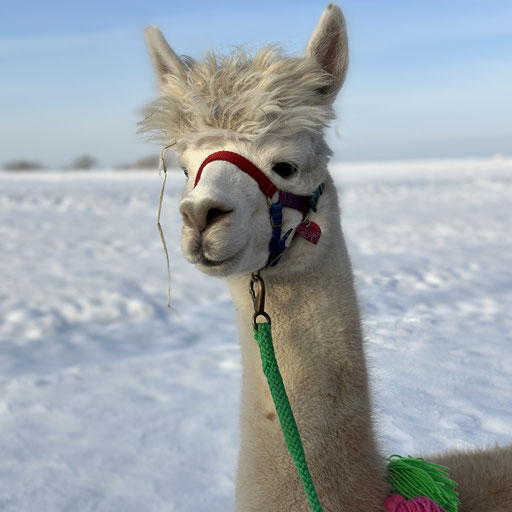 Hübsche Alpaka Dame Dana bei der Wanderung