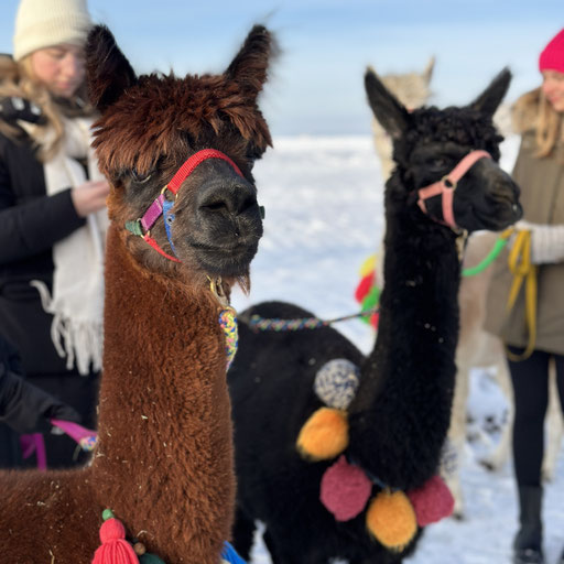 Alpakas Bambi und Deria mit Bommelkette vom Pointnerhof