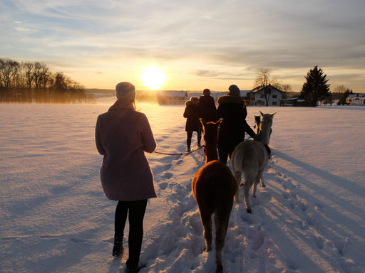 Sonnenuntergang mit den Alpakas und Lamas