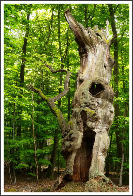 Baum, Sababurg, Urwald, Hutewald