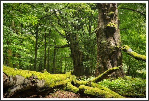 Baum, Buche, Sababurg, Urwald, Hutewald