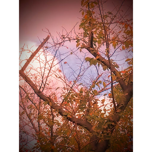 大島写真06 よっちゃん 秋の夕ぐれ