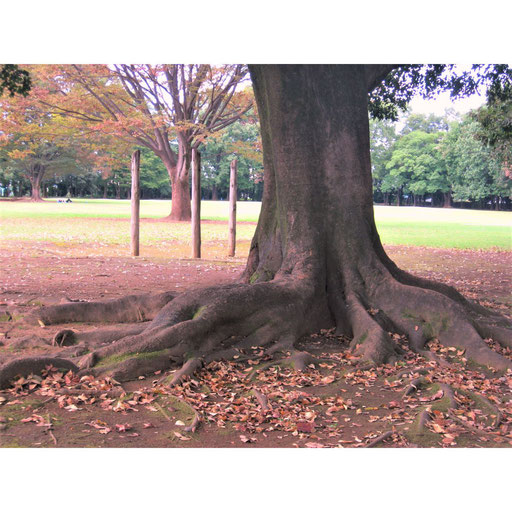 みずほ台写真09 タカボウ 木の根