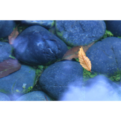 大宮写真16 アップル 水に浮かぶ落ち葉