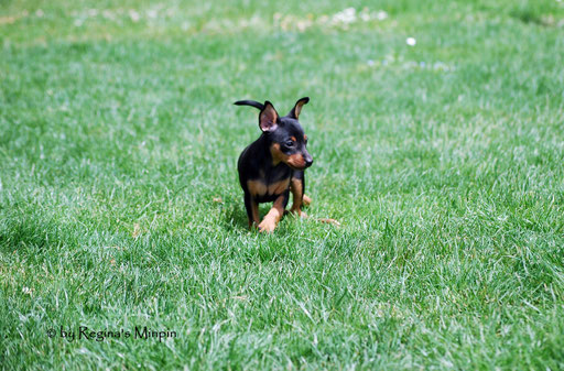 On tour im Garten