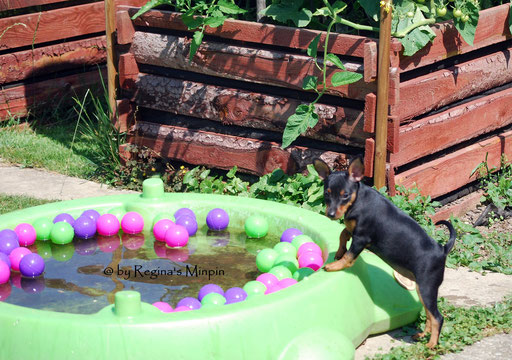 Es hat diese Woche 33 Grad und sie schaut sich mal vorsichtig den Hundepool an. 