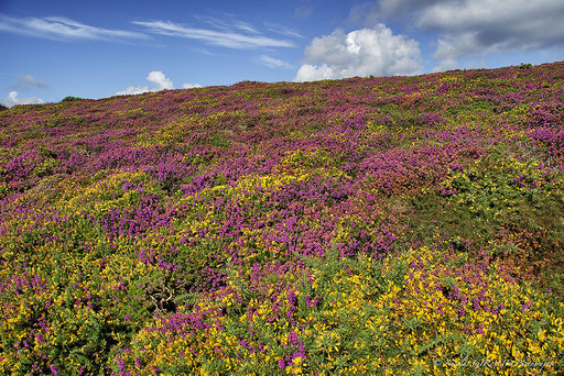 Cap Fréhel - Bretagne © Nicolas GIRAUD