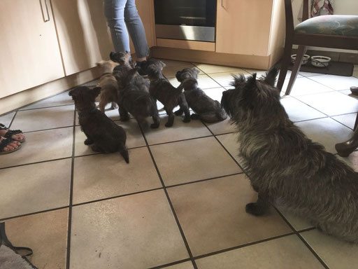 Die Küche ist einfach spannend! Genau wie Mama Tosca beobachtet die Meute genau, was vor sich geht. Könnte ja etwas abfallen...