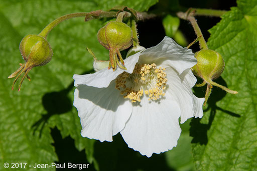Glacier National Park -  Rubus parviflorus