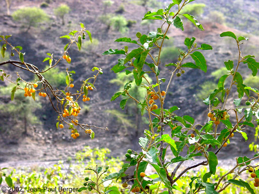 Randa - Grewia bicolor portant des fruits (rives du wadi Saggalou)