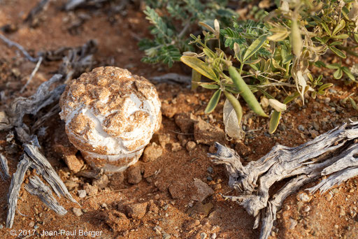 Tirmania nivea (Truffe du désert) - Pied du Jebel Fayah