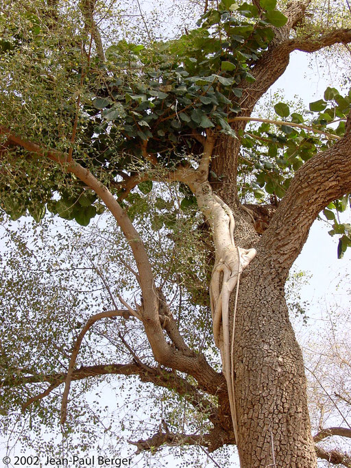 Randa - Ficus vasta se développant sur un Zyziphus.