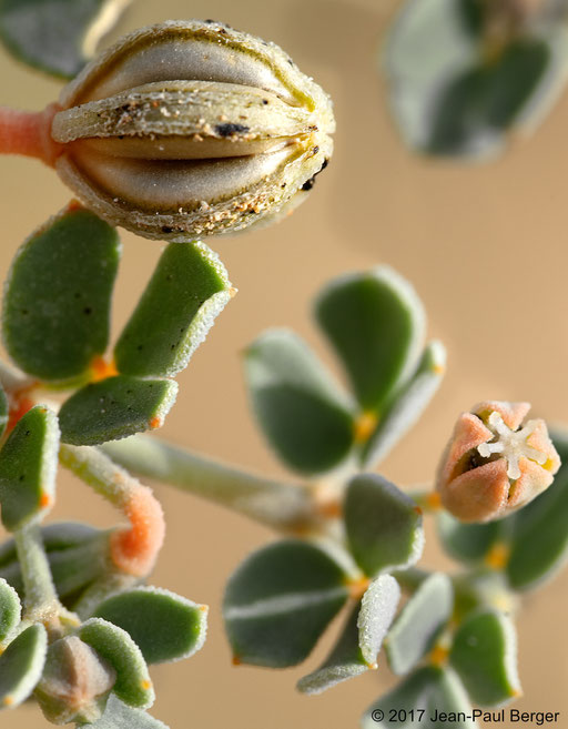 Seetzenia lanata - Jebel Fayah