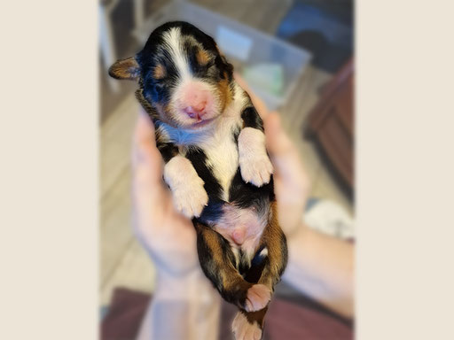Theodor