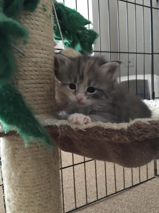 BRITTANY PIERCE blu tortie tabby white
