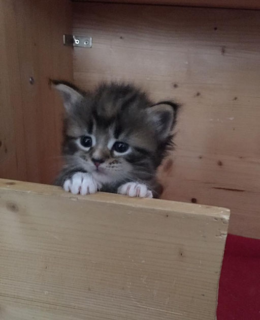 BEYONCE black tortie tabby white